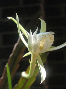 Night-blooming Cereus Flower at Eudora Welty's House August 28, 2013