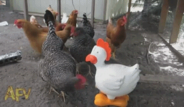 scared chickens